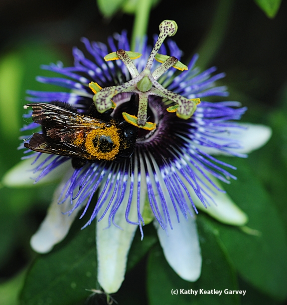 Female Valley carpenter bee on a passionflower blossom. (Photo by Kathy Keatley Garvey)
