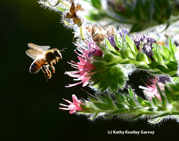 Backlit honey bee heading toward tower of jewels in the early morning. (Photo by Kathy Keatley Garvey)