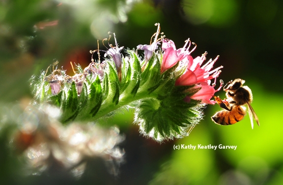The glow of a honey bee in the early morning light. (Photo by Kathy Keatley Garvey)