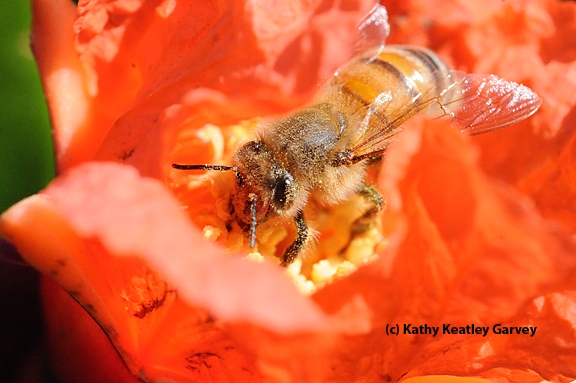 Honey bee on a pomegranate blossom. (Photo by Kathy Keatley Garvey)