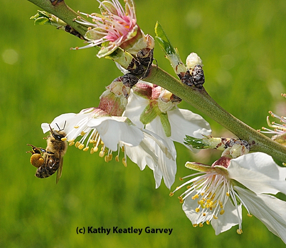 Honey bee packing pollen while foraging on an almond blossom. (Photo by Kathy Keatley Garvey)