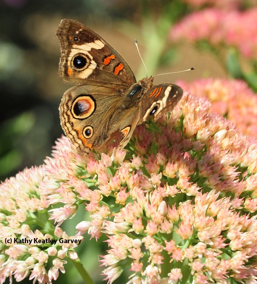 Sideview of Buckeye butterfly-almost a meal for a predator. (Photo by Kathy Keatley Garvey)
