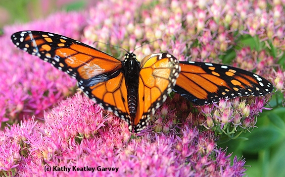The monarch, mangled from its encounter with the praying mantis, didn't make it. (Photo by Kathy Keatley Garvey)