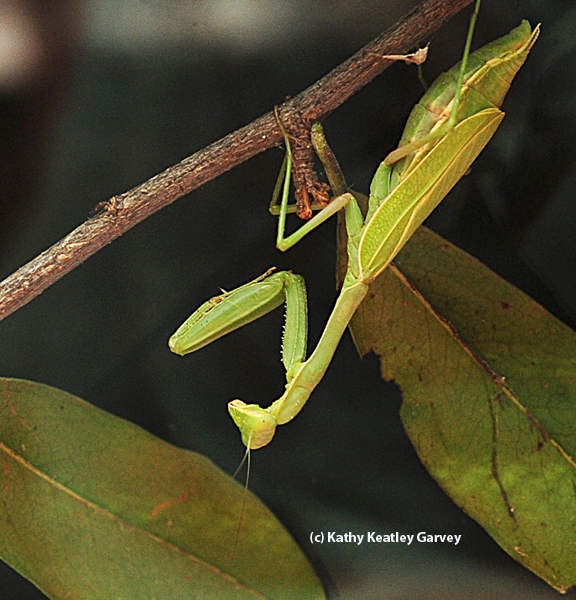 Night time for the praying mantis. (Photo by Kathy Keatley Garvey)