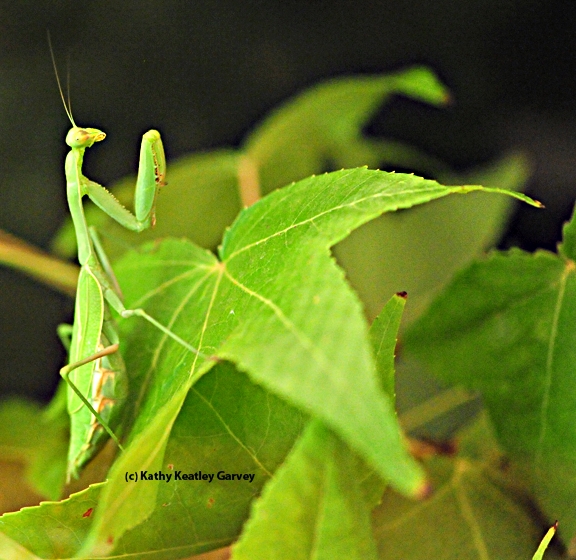 The praying mantis, quite camouflaged. (Photo by Kathy Keatley Garvey)