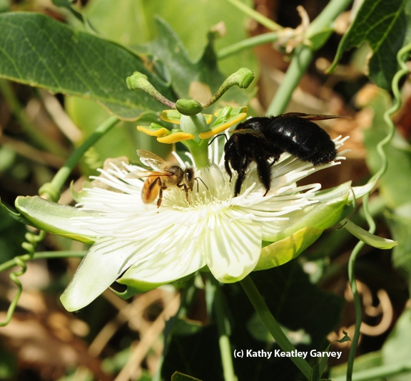 A Valley carpenter bee and a honey bees working the passion flower. (Photo by Kathy Keatley Garvey)