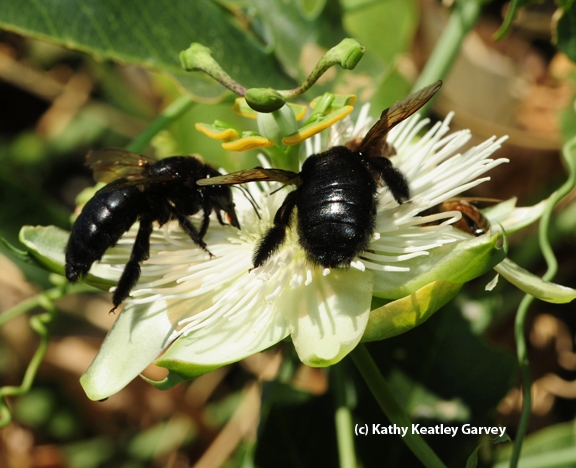 Two Valley carpenter bees on a passion flower. (Photo by Kathy Keatley Garvey)