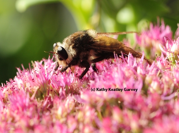 Side view of a robber fly on sedum. (Photo by Kathy Keatley Garvey)