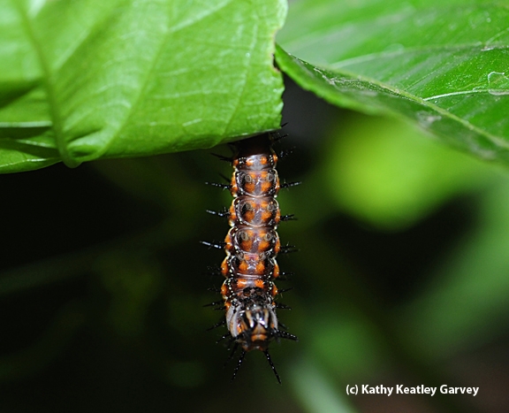 Caterpillar pupating. (Photo by Kathy Keatley Garvey)