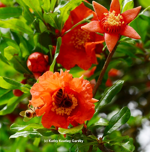 Honey bees foraging on pomegranate blossoms. (Photo by Kathy Keatley Garvey)