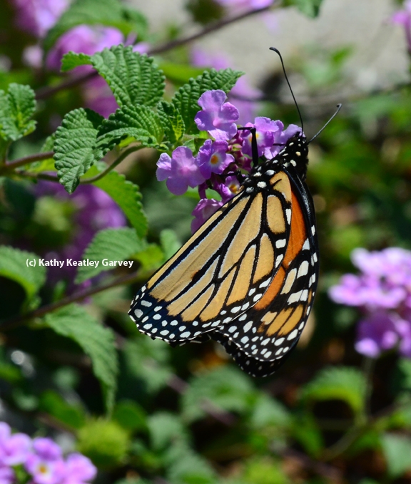 A Monarch butterfly filling up on nectar from lantana. (Photo by Kathy Keatley Garvey)