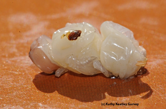 Varroa mite on a drone pupa. (Photo by Kathy Keatley Garvey)