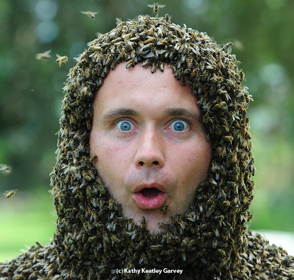 Jakub Gabka, a bee scientist from Poland, held this expression for a minute during the bee beard event at UC Davis. This photo appears on the cover of the current American Bee Journal. (Photo by Kathy Keatley Garvey)