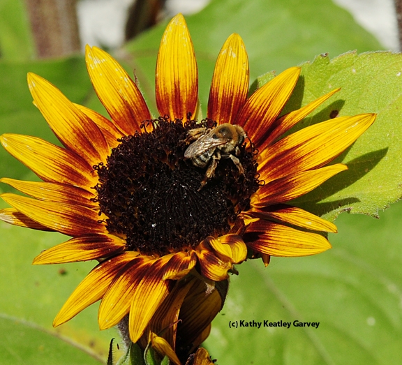 Sunflower bee, Melissodes agilis, on sunflower. (Photo by Kathy Keatley Garvey)