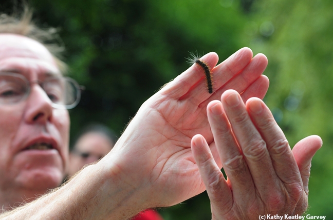 Steve Daubert checks out the caterpillar of a moth, an Arctiid. (Photo by Kathy Keatley Garvey)