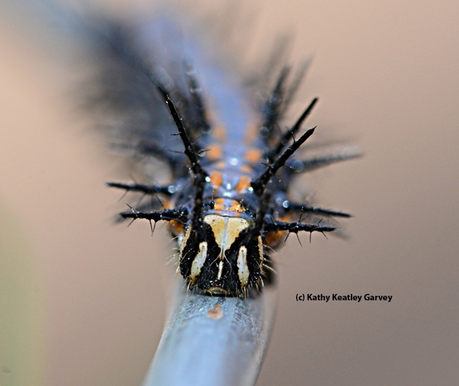 Melanic phase of a Gulf Fritillary caterpillar, rare in California. (Photo by Kathy Keatley Garvey)