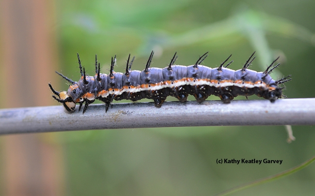 Melanic Gulf Fritillary caterpillar. (Photo by Kathy Keatley Garvey)