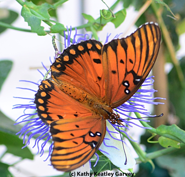 An adult Gulf Fritillary on a passion flower. (Photo by Kathy Keatley Garvey)
