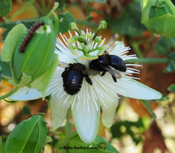 Two female Valley carpenter bees sharing a passion flower. Note the Gulf Fritillary caterpillar.(Photo by Kathy Keatley Garvey)