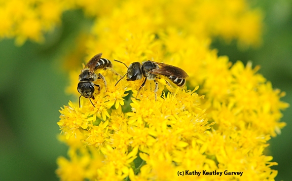 Two female sweat bees, Halictus ligatus, on a goldenrod. (Photo by Kathy Keatley Garvey)