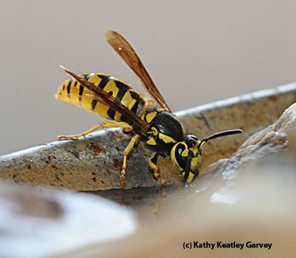 A yellowjacket sipping water at an apiary. (Photo by Kathy Keatley Garvey)