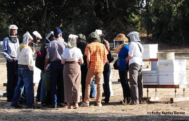Visitors donned bee veils to examine the hives. (Photo by Kathy Keatley Garvey)
