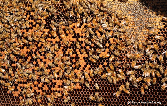 Close-up of bees at work. (Photo by Kathy Keatley Garvey)