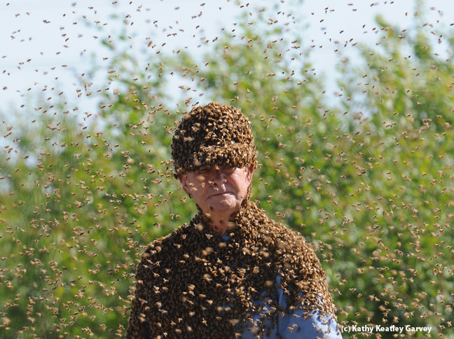 Bee wrangler Norm Gary surrounded by bees. (Photo by Kathy Keatley Garvey)