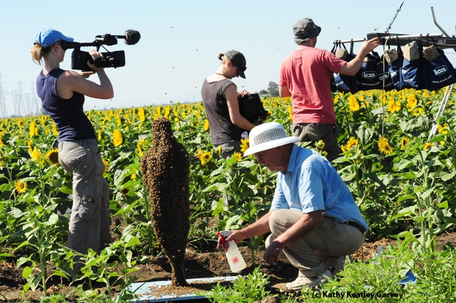 BBC crew sets up in a Winters' sunflower field, as Norm Gary sprays sugar water on his bee cluster. (Photo by Kathy Keatley Garvey)