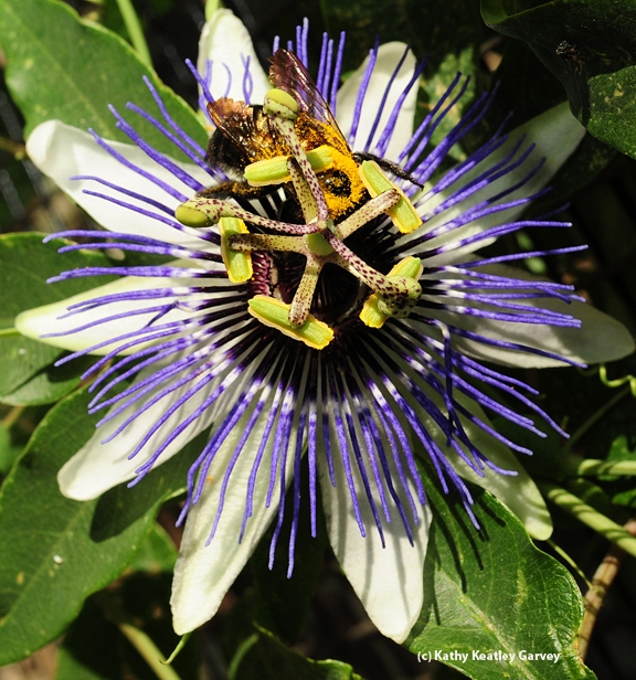Valley carpenter bee foraging on a passion flower. (Photo by Kathy Keatley Garvey)