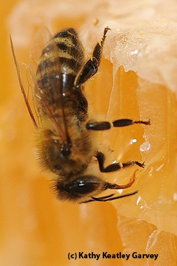 Honey bee on comb.