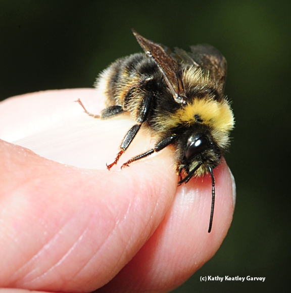 Close-up of Western bumble bee. (Photo by Kathy Keatley Garvey)