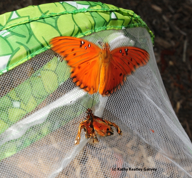 A possible mate checks out the crippled butterfly. (Photo by Kathy Keatley Garvey)