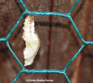 A proper hanging chrysalis. (Photo by Kathy Keatley Garvey)