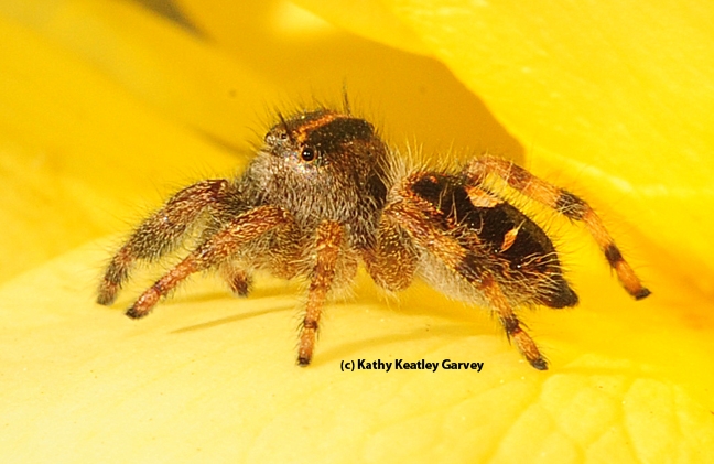 Side view of jumping spider. (Photo by Kathy Keatley Garvey)