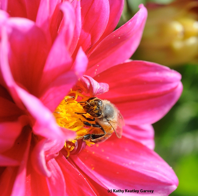 This photo of a bee foraging on a zinnia, taken in the Haagen-Dazs Honey Bee Haven, graces the front and back covers of  