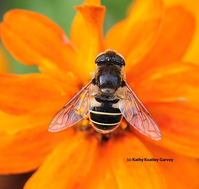 Hover fly, Eristalis hirta, on zinnia. (Photo by Kathy Keatley Garvey)