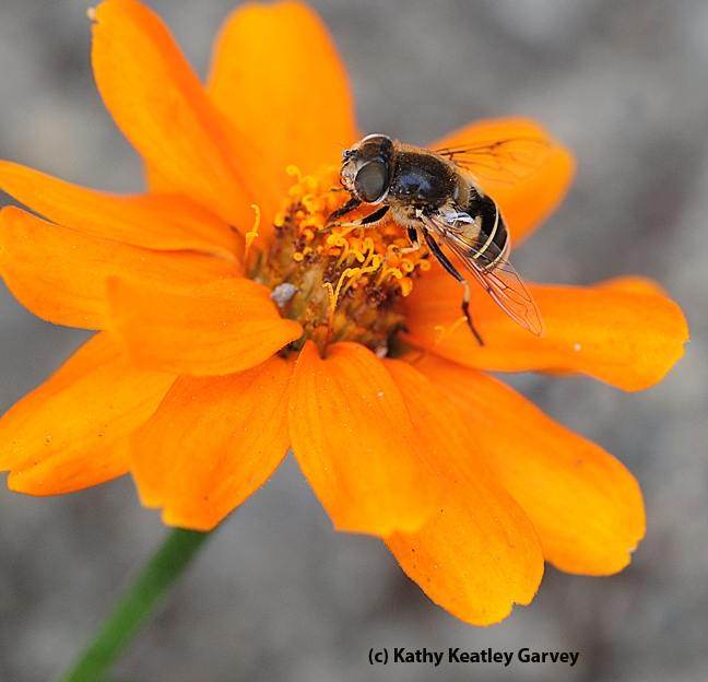 Side view of Hover fly, Eristalis hirta, on zinnia. (Photo by Kathy Keatley Garvey)