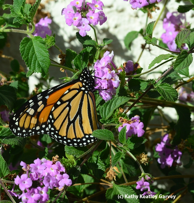 A monarch butterfly on lantana last week in Vacaville, Calif. (Photo by Kathy Keatley Garvey)