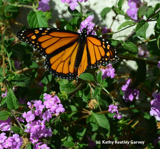 Monarch taking flight. (Photo by Kathy Keatley Garvey)