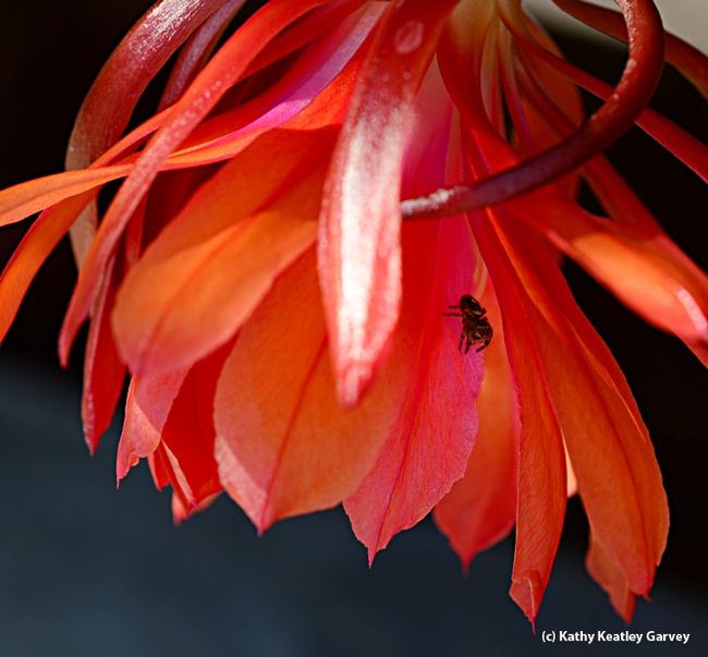 A jumping spider on an orchid cactus, Epiphyllum. (Photo by Kathy Keatley Garvey)