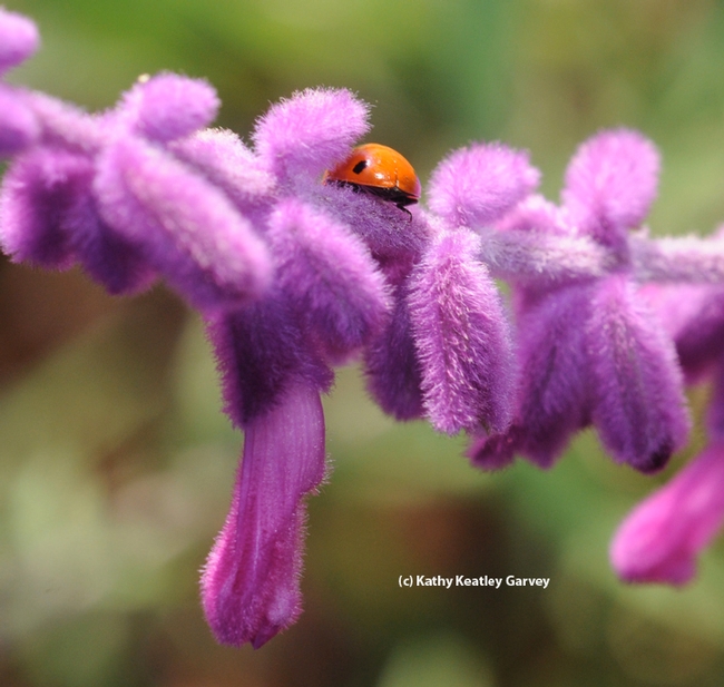 A ladybug (lady beetle) graces salvia. (Photo by Kathy Keatley Garvey)