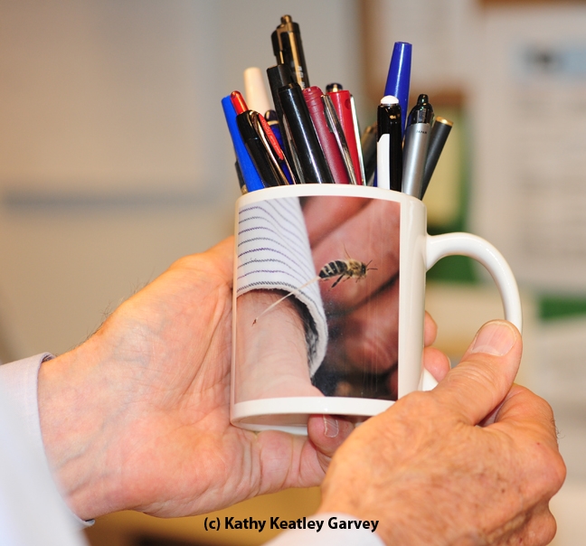 What's a coffee cup without a bee sting image on it? (Photo by Kathy Keatley Garvey)