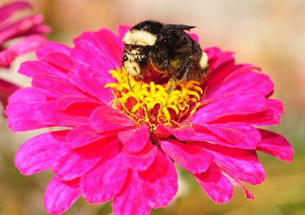 A yellow-faced bumble bee on a zinnia. (Photo by Kathy Keatley Garvey)