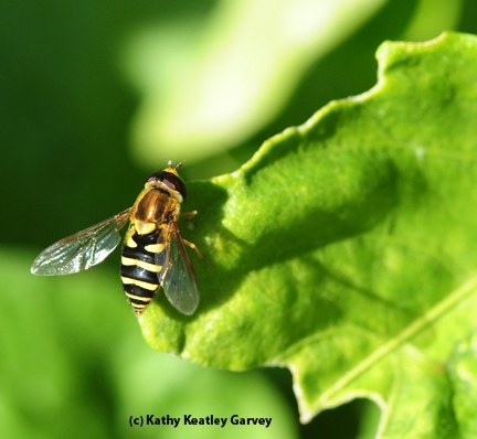 A hover fly, aka flower fly or syrphid fly, soaking up sunshine. (Photo by Kathy Keatley Garvey)