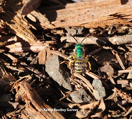 Close-up of a male green metallic sweat bee. (Photo by Kathy Keatley Garvey)