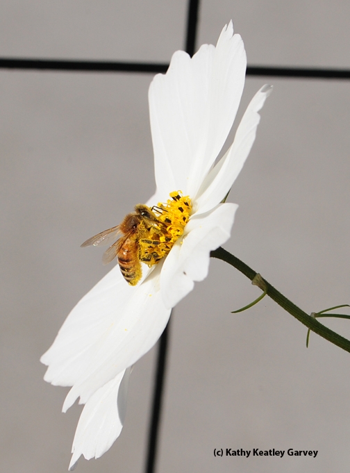 Honey bee visiting a cosmos. (Photo by Kathy Keatley Garvey)