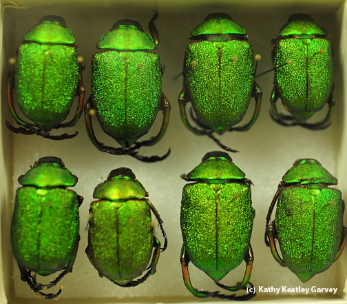 These jewel beetles will be displayed at the Bohart Museum's open house. (Photo by Kathy Keatley Garvey)