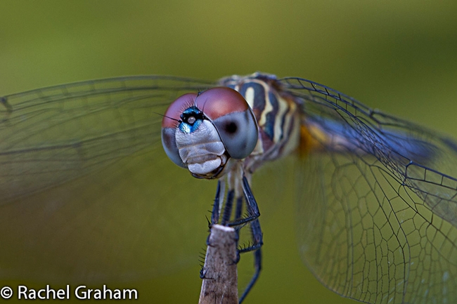 The image of a blue dasher, captured by Rachel Graham of UC Davis, appears in the Entomological Society of America's 2014 World of Insects Calendar.