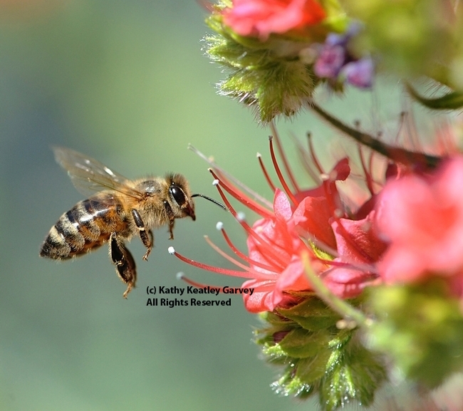 A honey bee heading for a tower of jewels, Echium wildpretii. (Photo by Kathy Keatley Garvey)